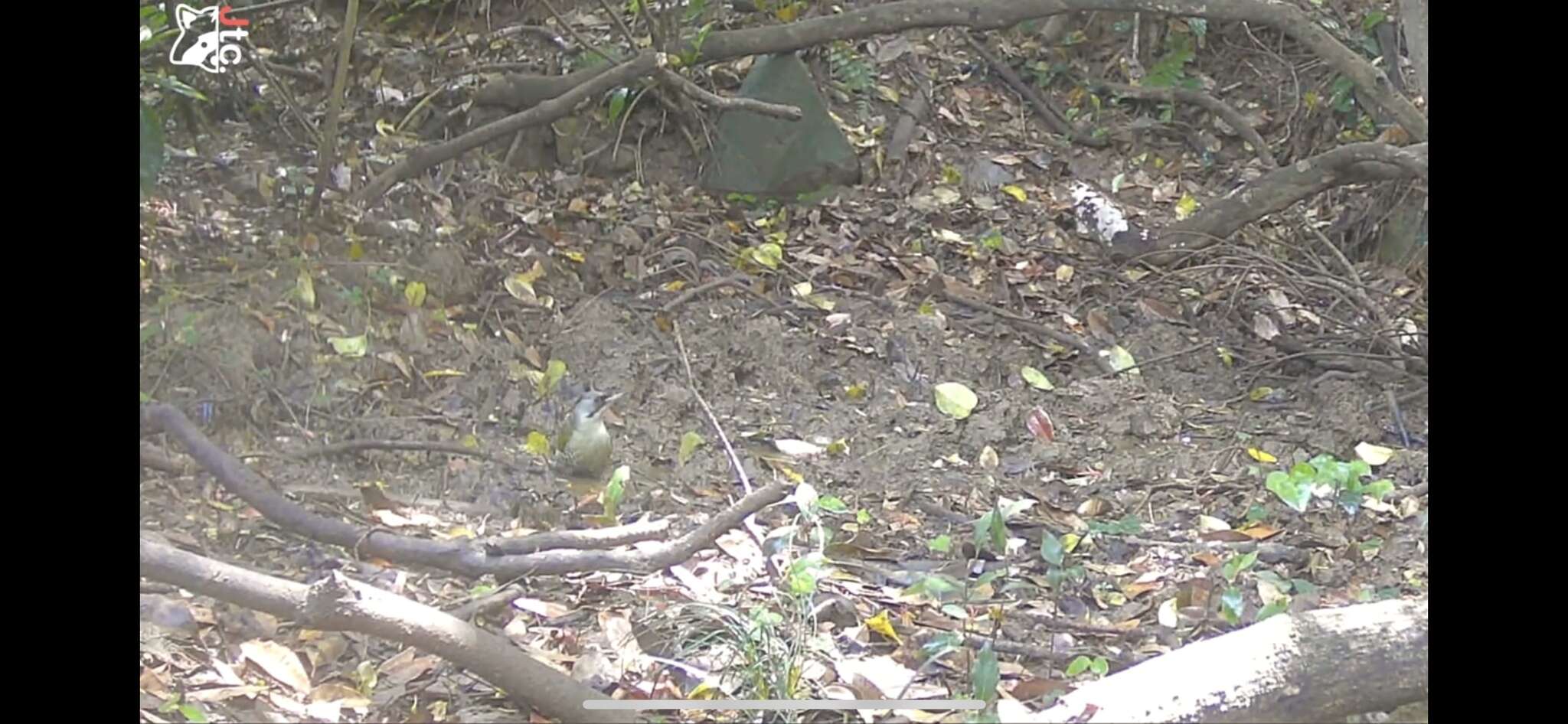 Image of Japanese Green Woodpecker