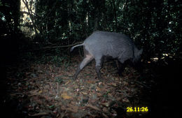 Image of Wild Boar