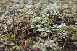 Imagem de Hesperevax sparsiflora var. brevifolia (A. Gray) J. D. Morefield