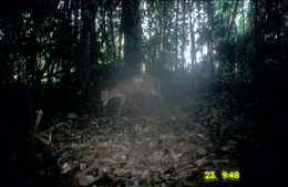 Image of Barking Deer sp.