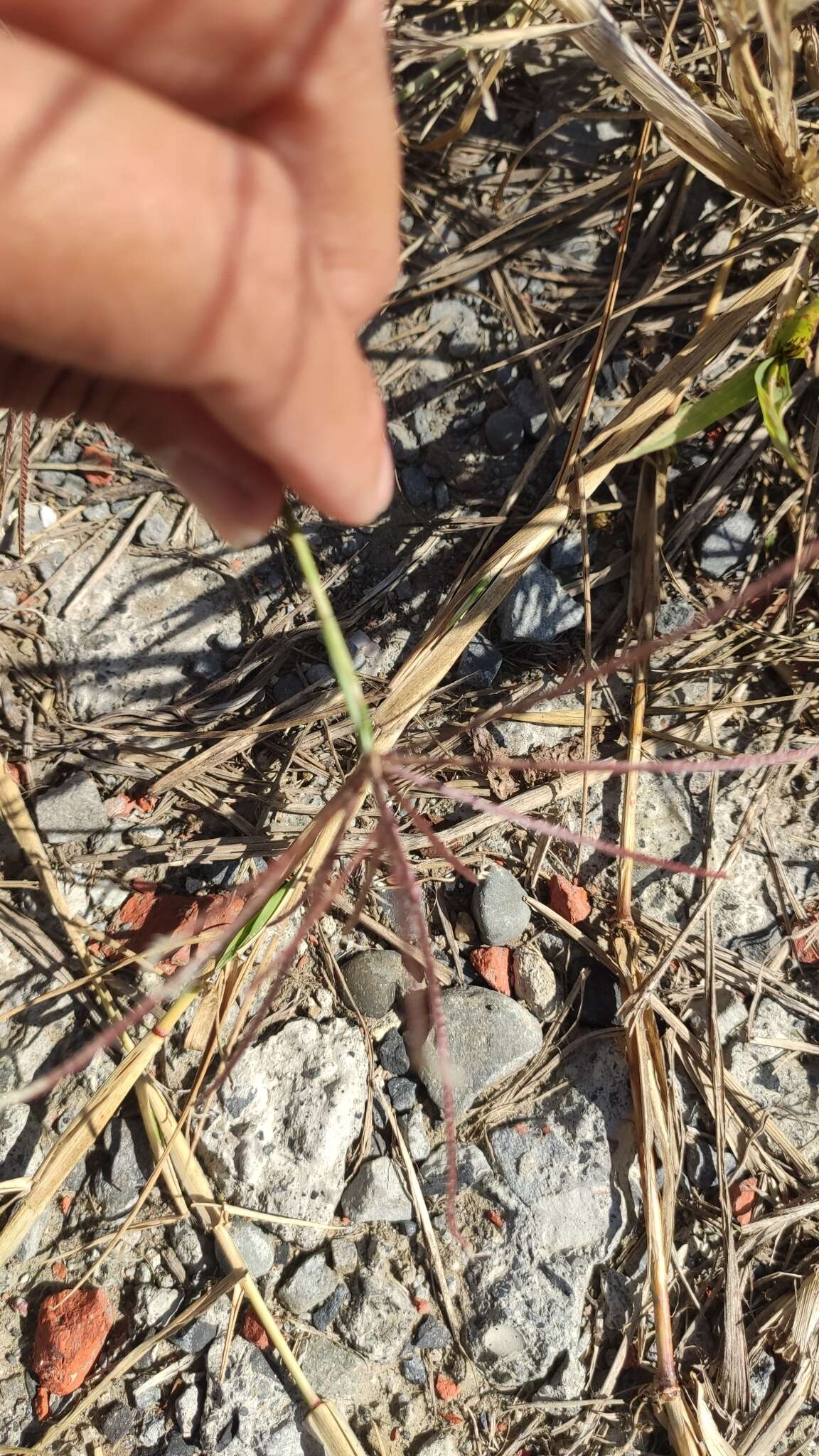 Image of African Bermudagrass