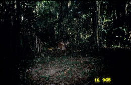 Image of Barking Deer sp.