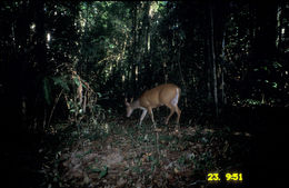 Image of Barking Deer sp.