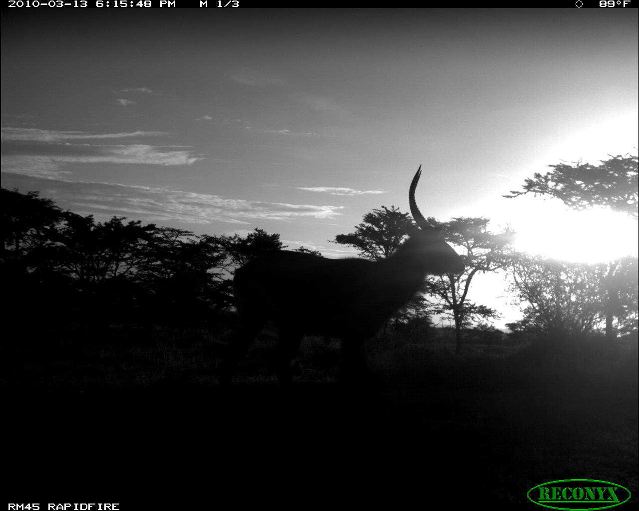 Image of Ellipsen Waterbuck