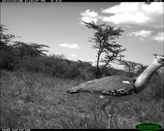 Image of Kori Bustard