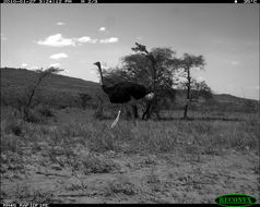 Image of Common Ostrich