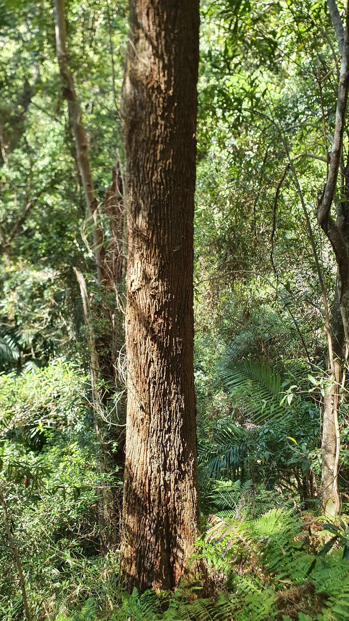 Image of forest-oak