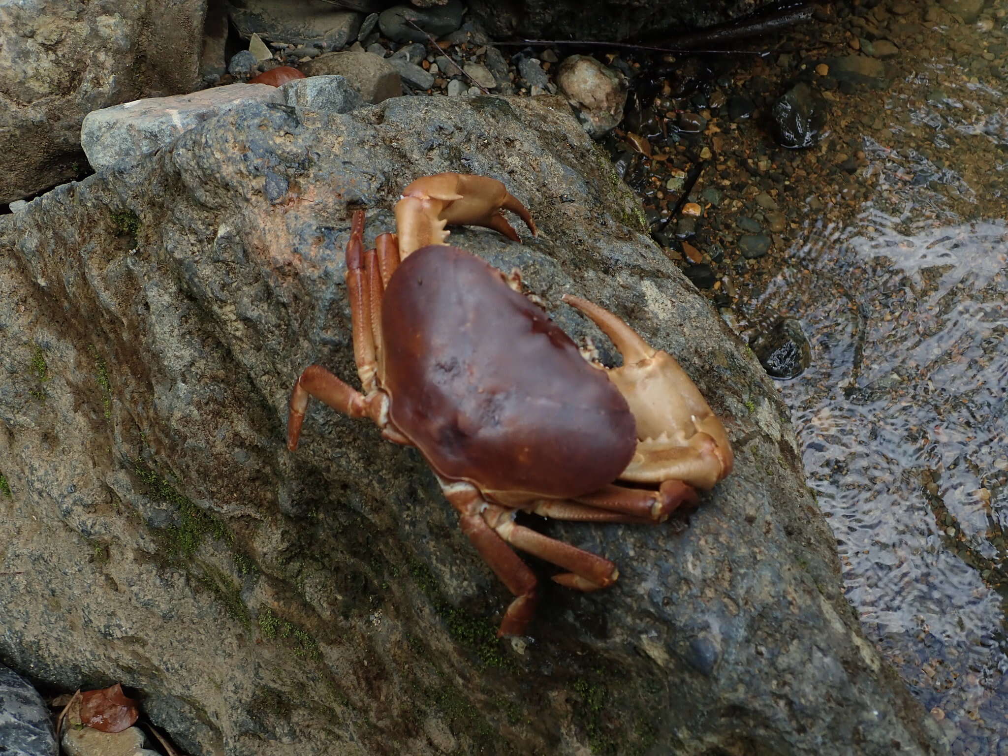 Image of Epilobocera sinuatifrons (A. Milne-Edwards 1866)