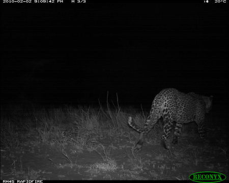 Image of Leopard