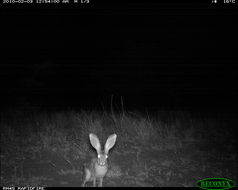 Image of Cape hare