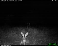 Image of Cape hare