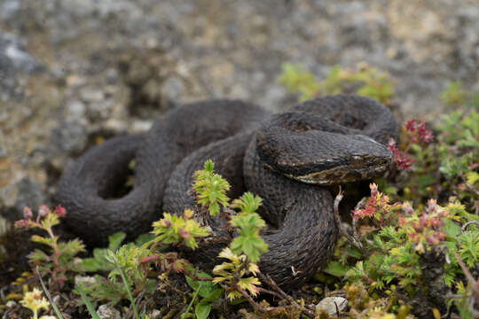 Image of Godman's Montane Pit Viper