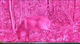 Image of Amazonian Brown Brocket Deer