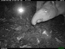 Image of Brazilian Tapir