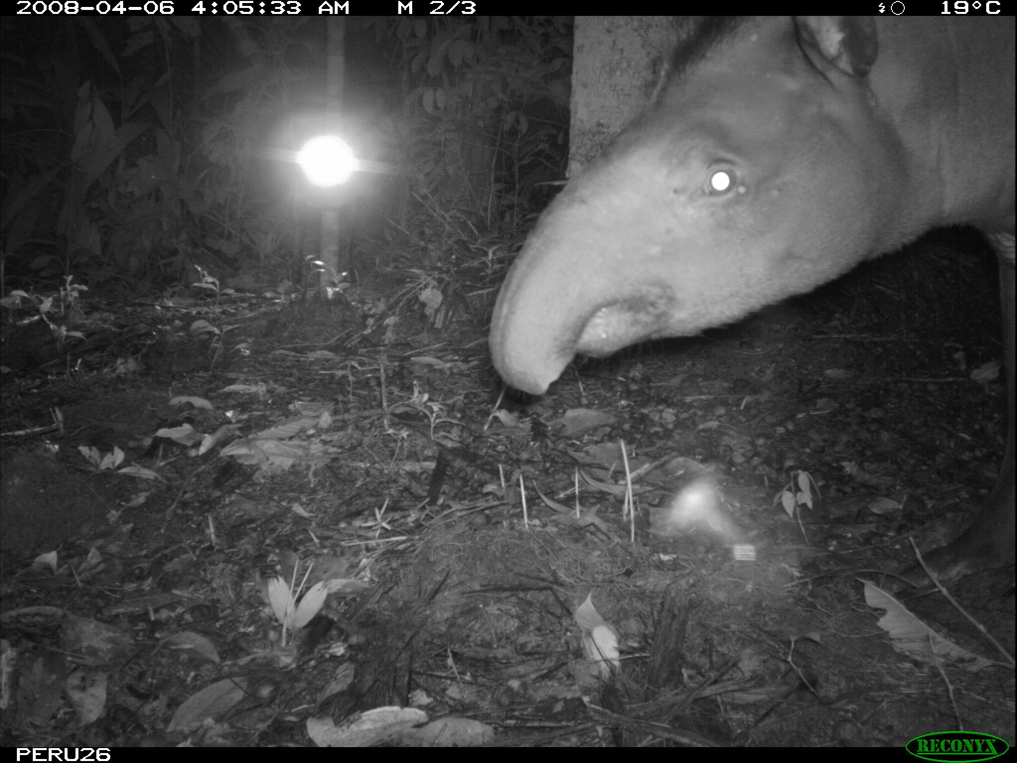 Image de Tapir D'Amérique