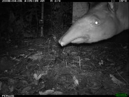 Image of Brazilian Tapir