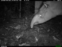 Image de Tapir D'Amérique