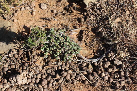 Image of Chasmatophyllum maninum L. Bol.