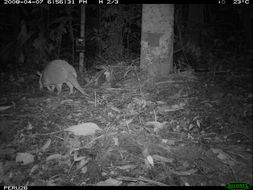 Image of Nine-banded or Greater Long-nosed Armadillo