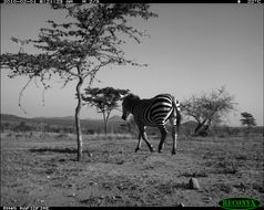 Image of Burchell's Zebra