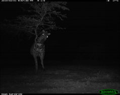 Image of Burchell's Zebra