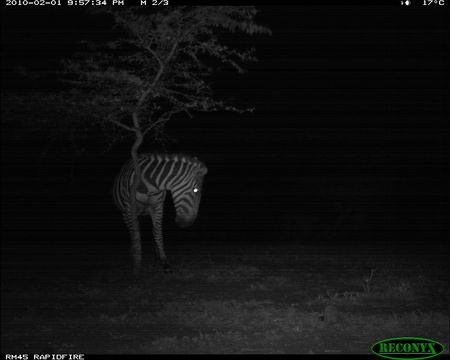 Image of Burchell's Zebra