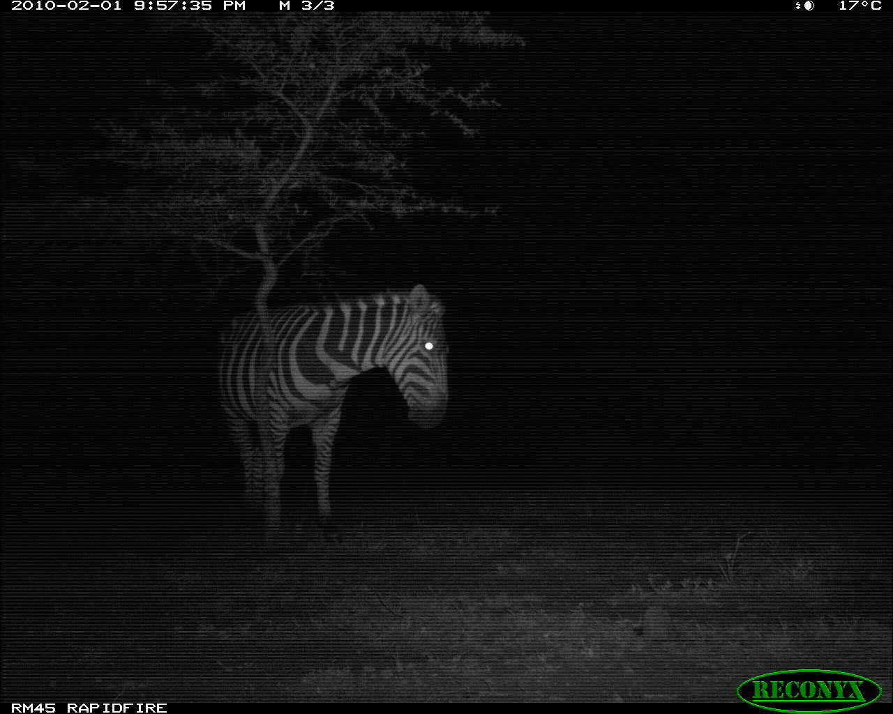 Image of Burchell's Zebra