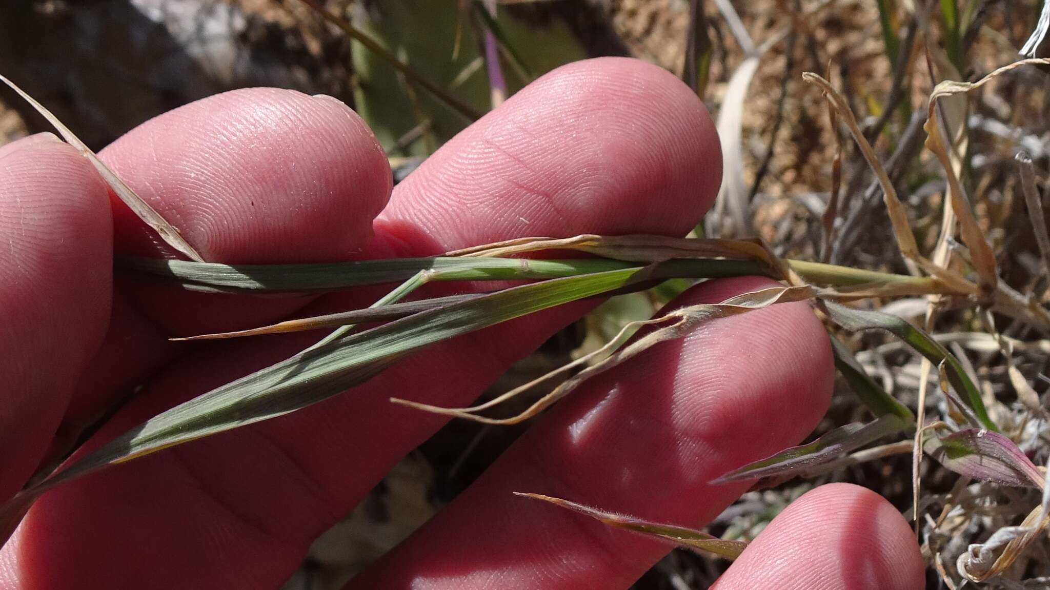 Digitaria californica (Benth.) Henrard的圖片