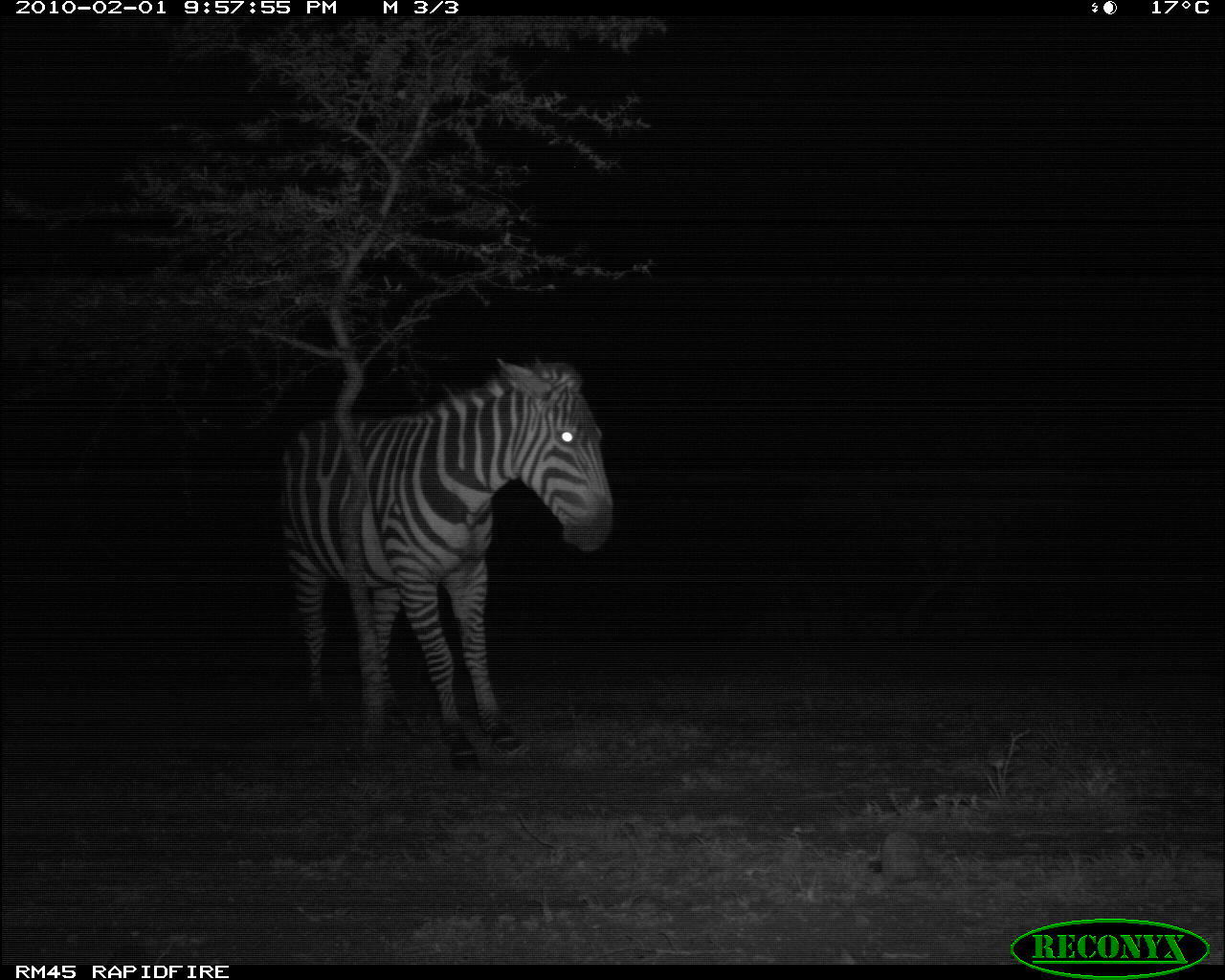 Image of Burchell's Zebra