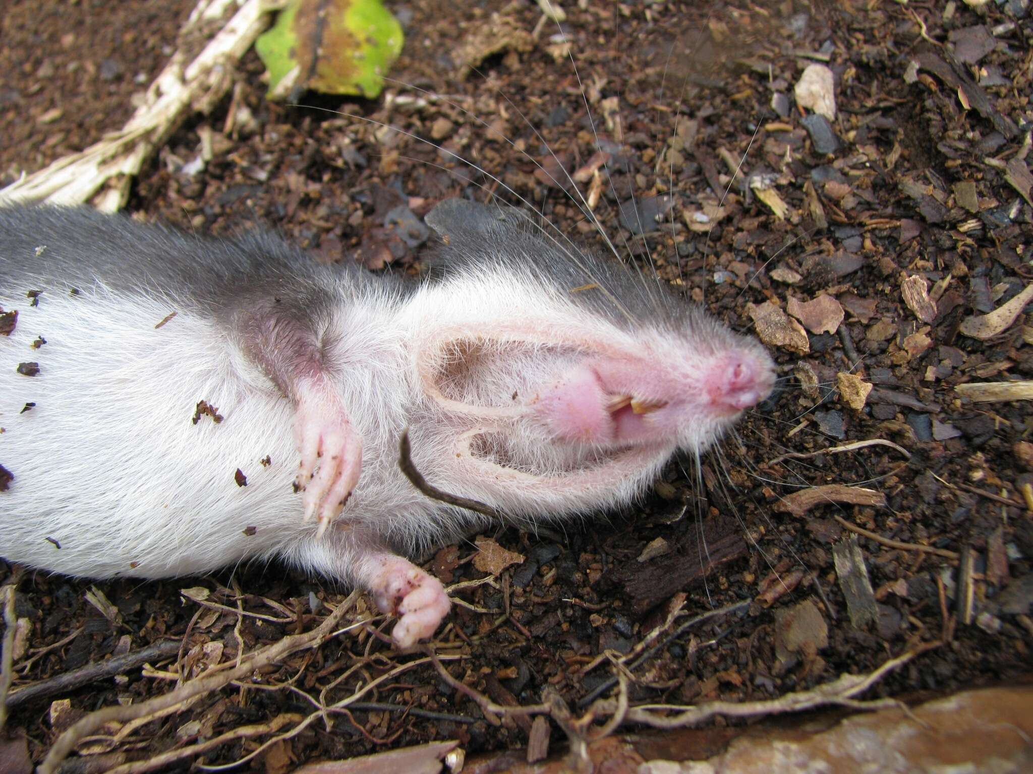 Image of Desmarest's Spiny Pocket Mouse