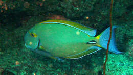 Image of Dussumier's Surgeonfish