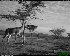 Image of Secretarybird