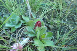 Image of Helichrysum ecklonis Sond.