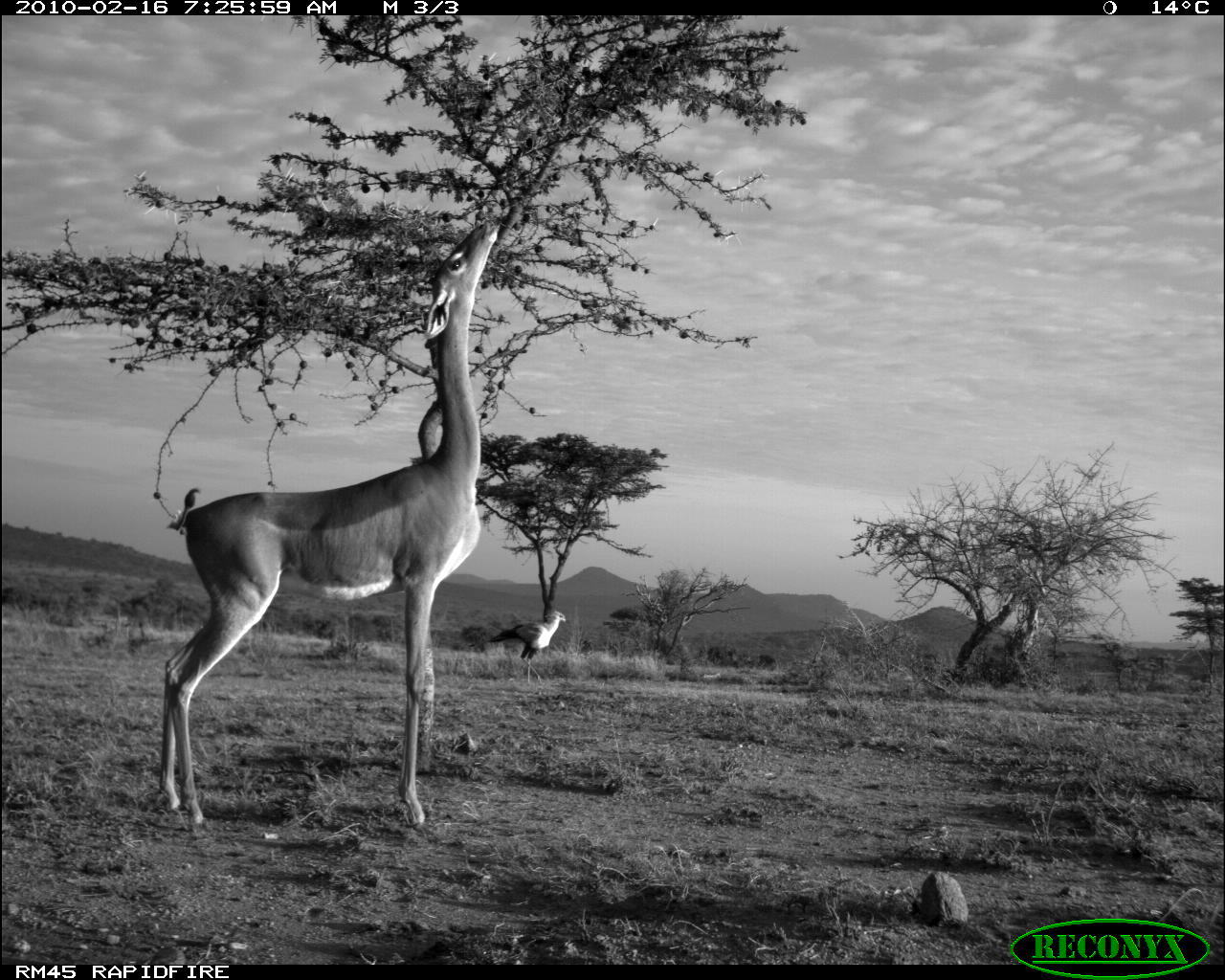 Image of Secretarybird