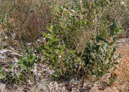 Image of Banksia repens Labill.