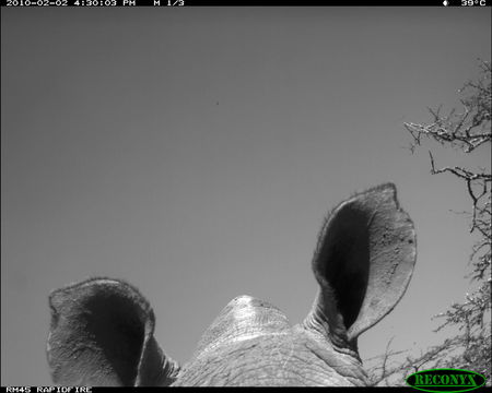 Image of Black Rhinoceros