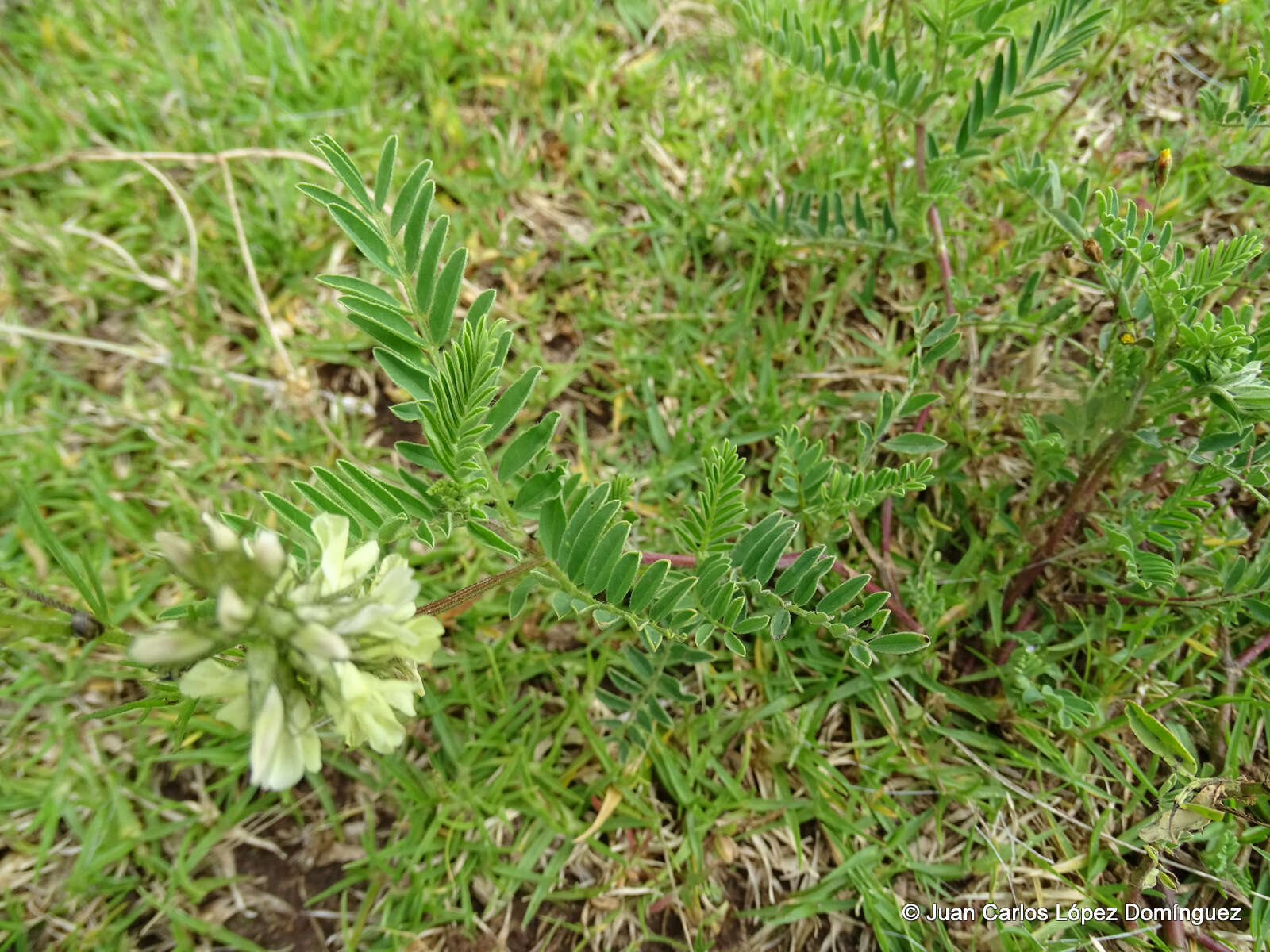 Image of Astragalus strigulosus Kunth