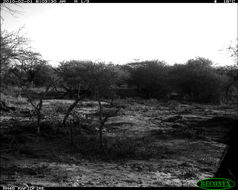 Image of Burchell's Zebra