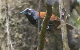 Stachyris nigricollis (Temminck 1836) resmi