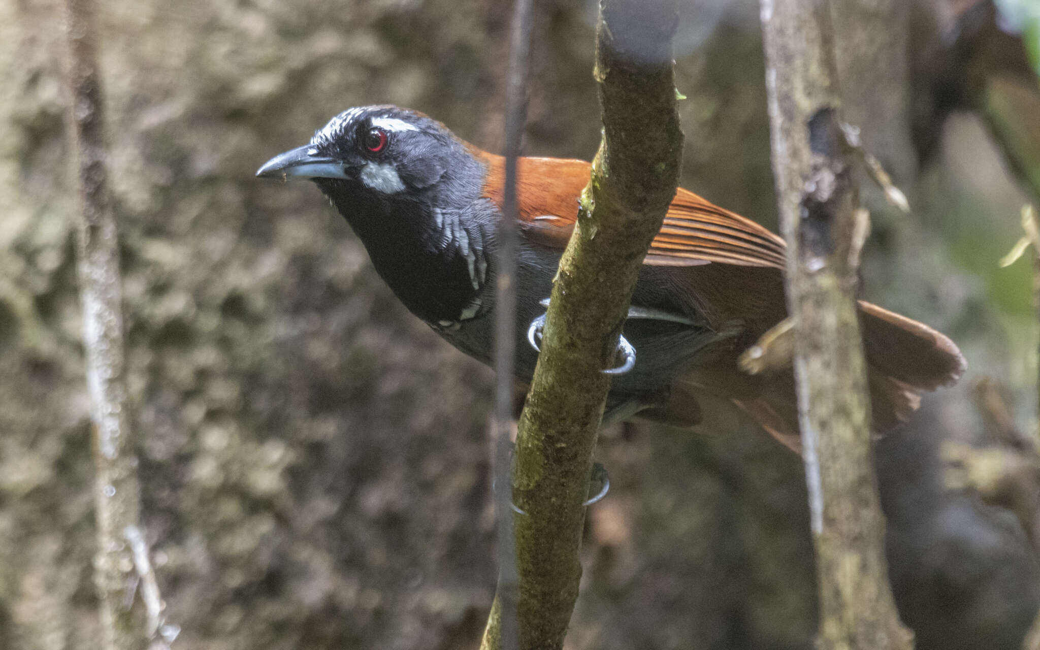 Stachyris nigricollis (Temminck 1836) resmi