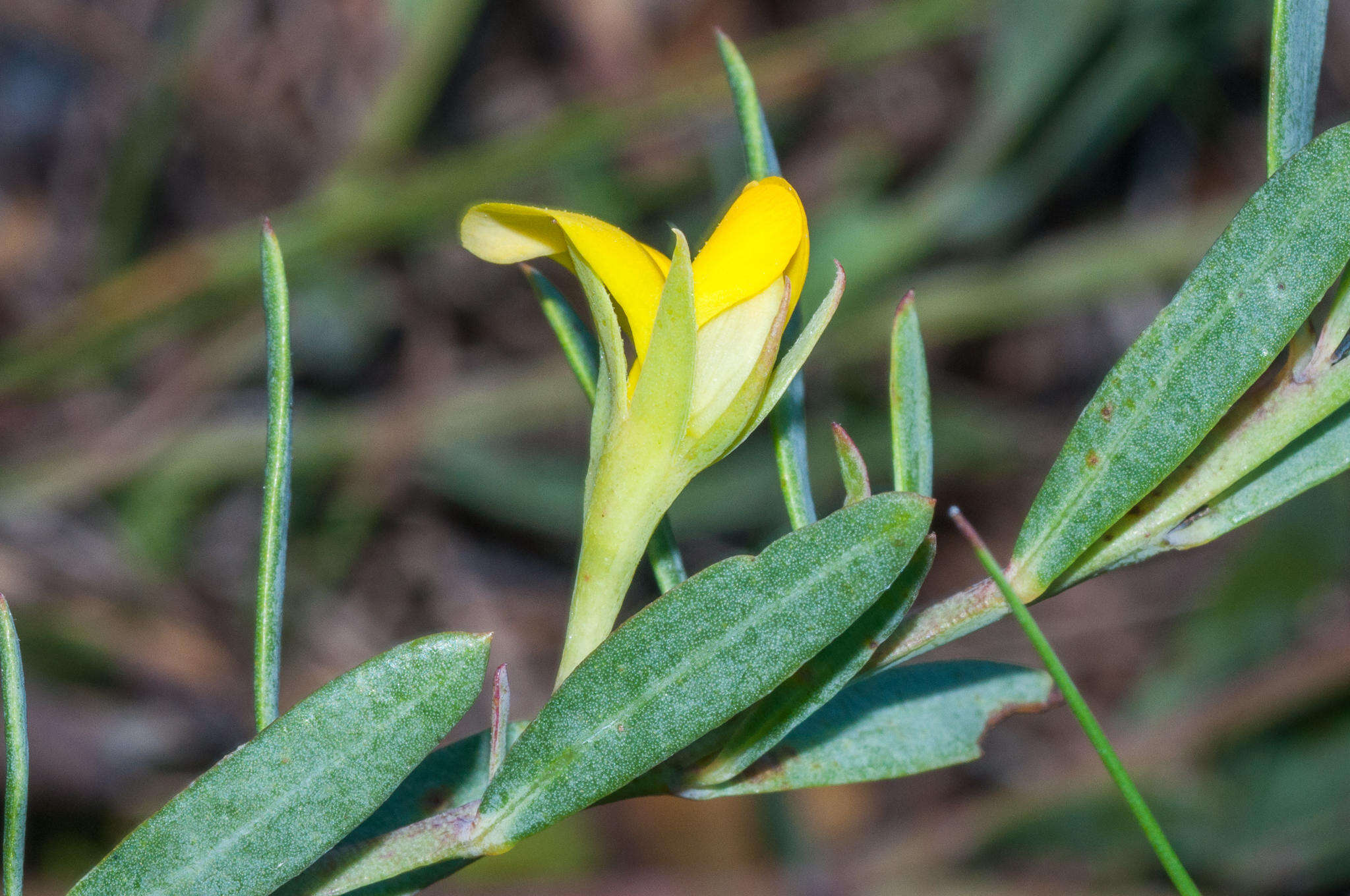 صورة Rafnia crassifolia Harv.