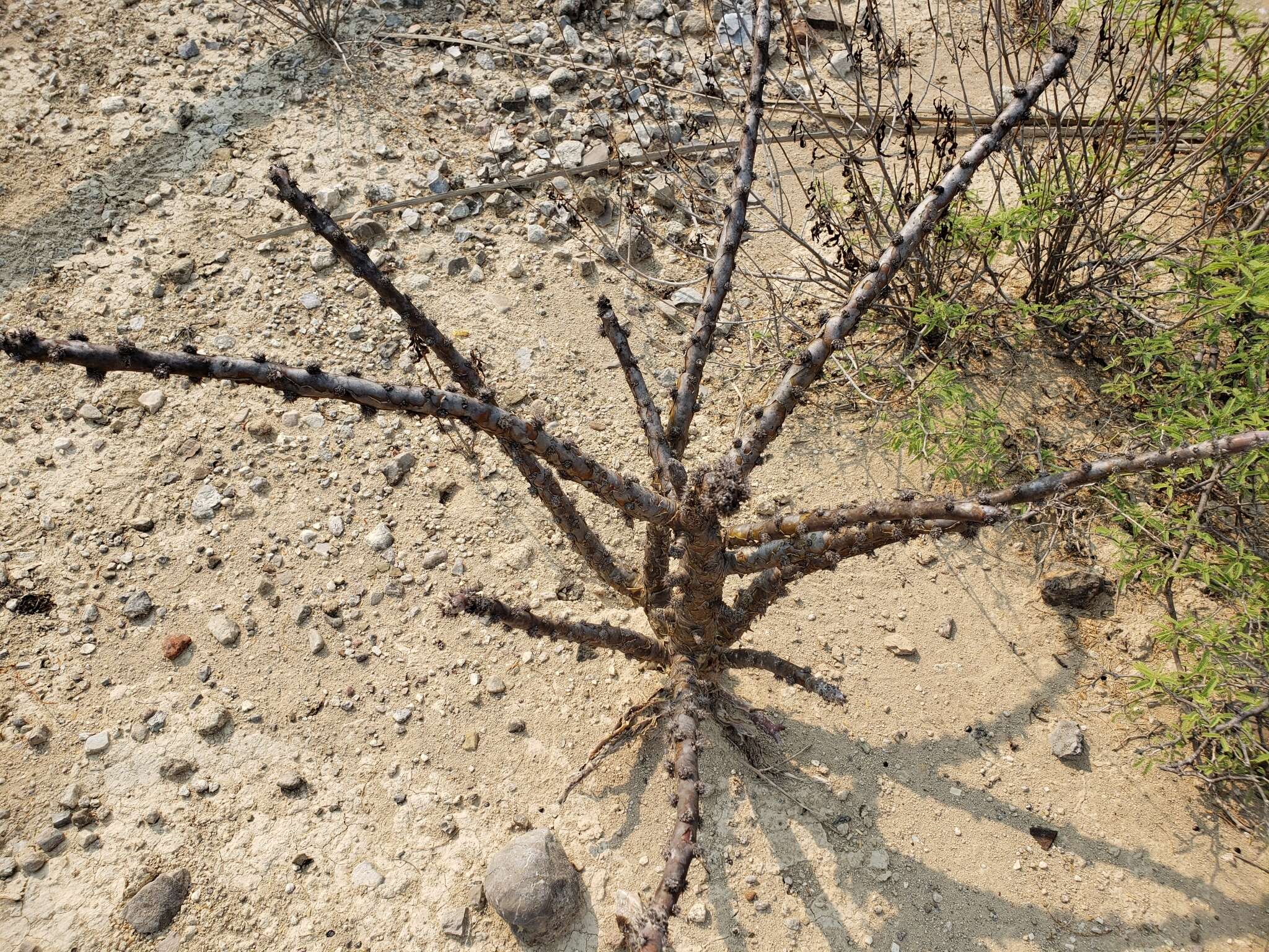 Image of Jatropha neopauciflora Pax