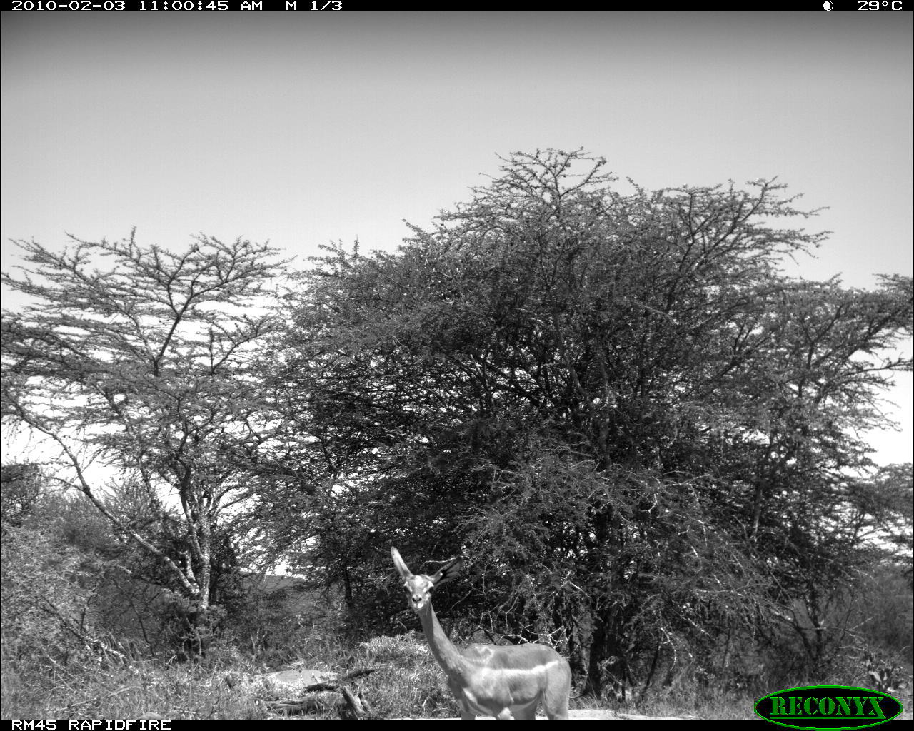 Image of Gerenuk