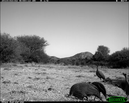 Image of Vulturine Guineafowl