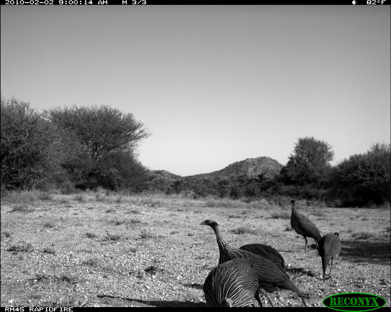 Image of Vulturine Guineafowl