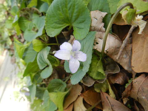 Image of Langlois' Violet