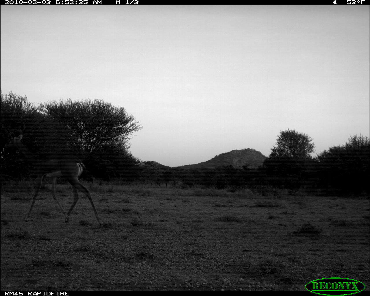 Image of Gerenuk