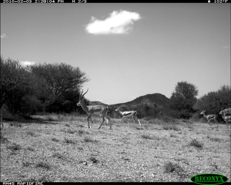 Image of Grant's Gazelle