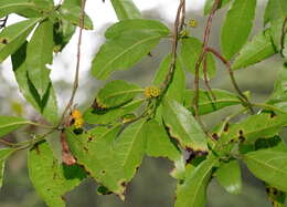 Image of Hedycarya angustifolia A. Cunn.