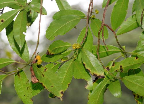 Image of Australian mulberry